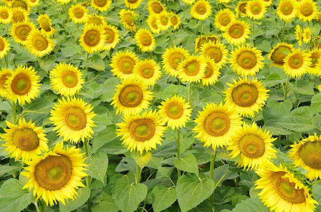 Un gros plan d'un tournesol jaune vif