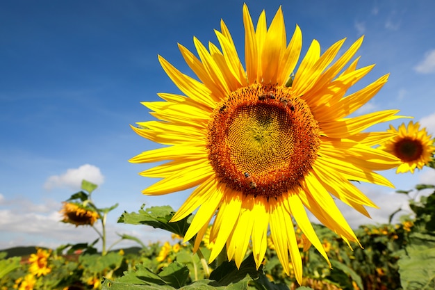 Gros plan, tournesol naturel, fleurir, à, lumière soleil, et, ciel bleu, fond