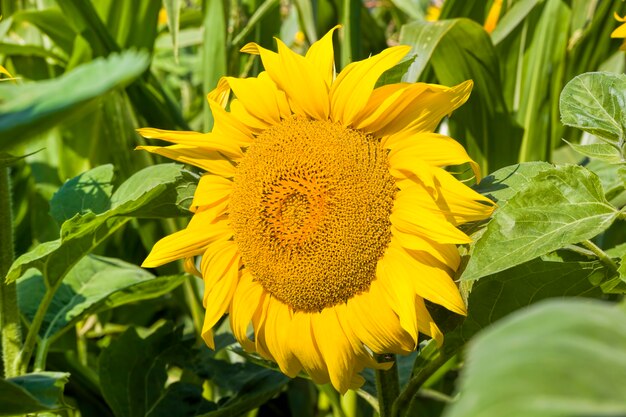 Gros plan sur le tournesol avec des pétales jaunes