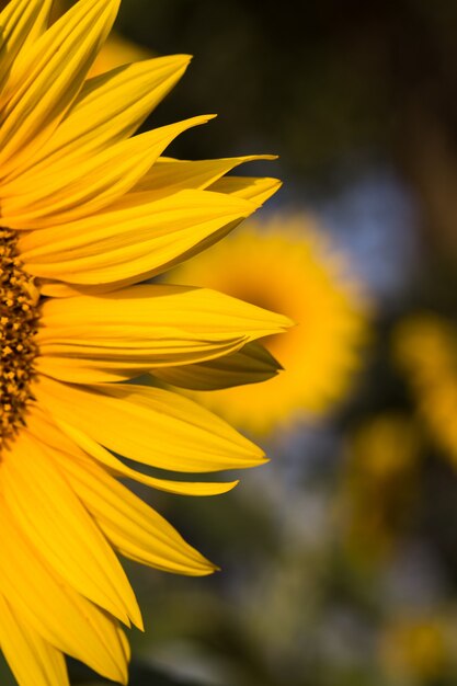 Gros plan de tournesol sur terrain