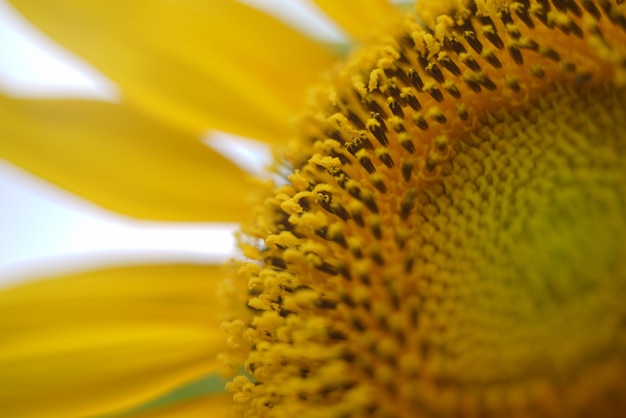 Un gros plan d'un tournesol avec les tournesols en arrière-plan