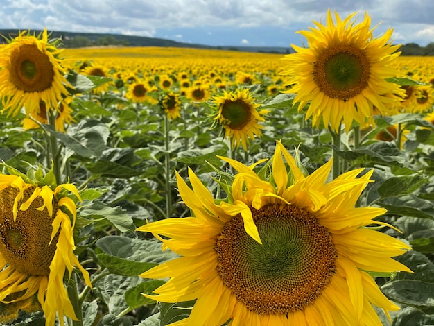 Gros plan de tournesol