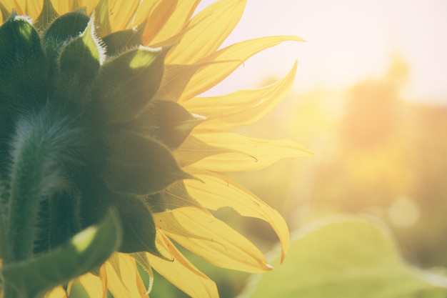 gros plan d&#39;un tournesol