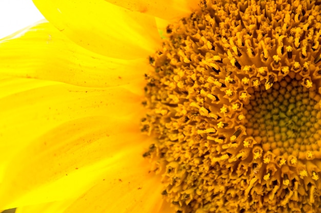 Gros plan sur le tournesol