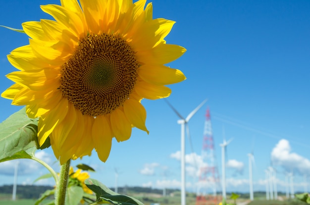 Gros plan de tournesols avec fond d&#39;éolienne sur ciel bleu