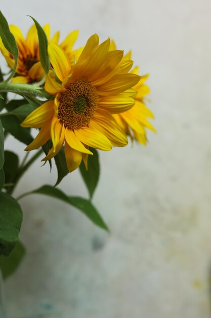 un gros plan de tournesols jaune vif avec un fond blanc