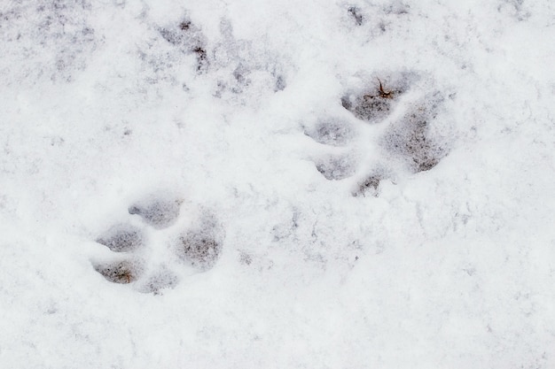 Gros plan sur les traces de pattes de chien dans la neige