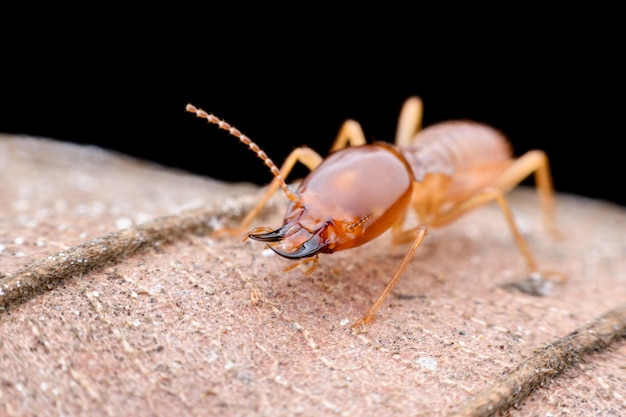 Gros plan travailleur Termites sur feuille séchée