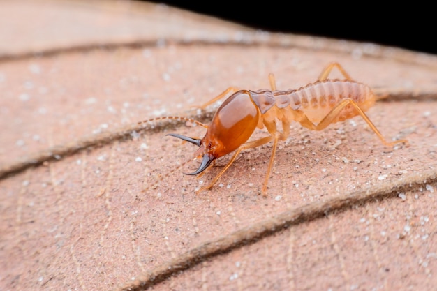 Gros plan travailleur Termites sur feuille séchée