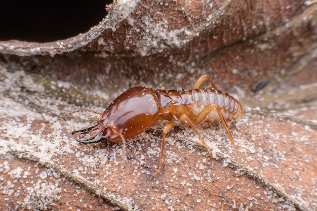 Gros plan travailleur Termites sur feuille séchée