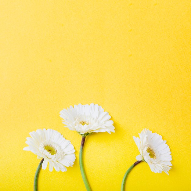 Gros plan, de, trois, blanc, gerbera, fleurs, sur, jaune, fond