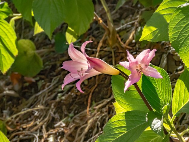 Gros plan de trois plantes de fleurs de lys rose pâle et blanc le matin de la lumière du jour d'été