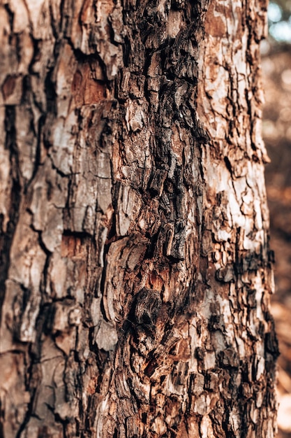 Gros Plan Sur Un Tronc D'arbre Avec Une Texture De Bois Naturel