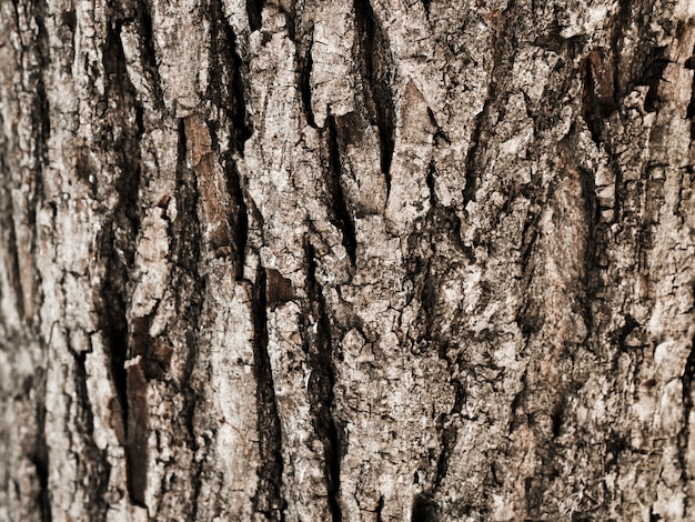 Photo gros plan, tronc arbre, texturé