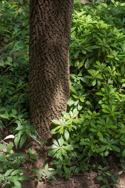 Gros plan d'un tronc d'arbre