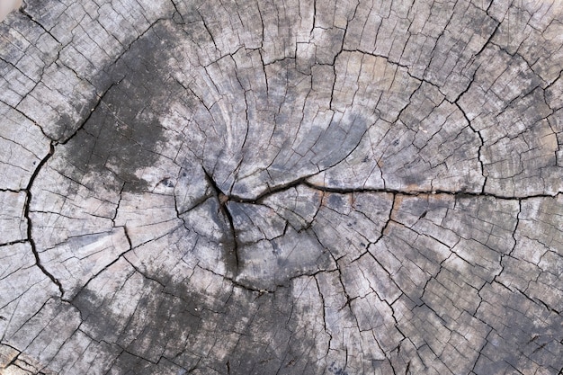 Un gros plan sur le trou dans le noyau de la texture du vieux bois