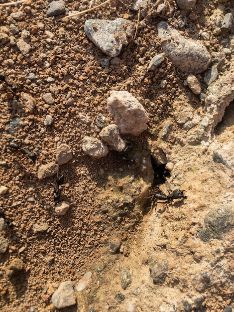 Photo un gros plan d'un trou de fourmi ou d'un nid de fourmis
