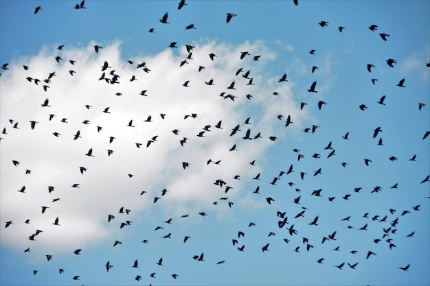 Gros plan d'un troupeau d'oiseaux volant dans le ciel