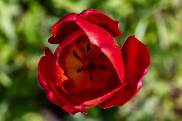 Gros plan sur une tulipe hollandaise rouge vif qui fleurit dans le jardin sur fond vert estompé Vue de dessus macro photographie