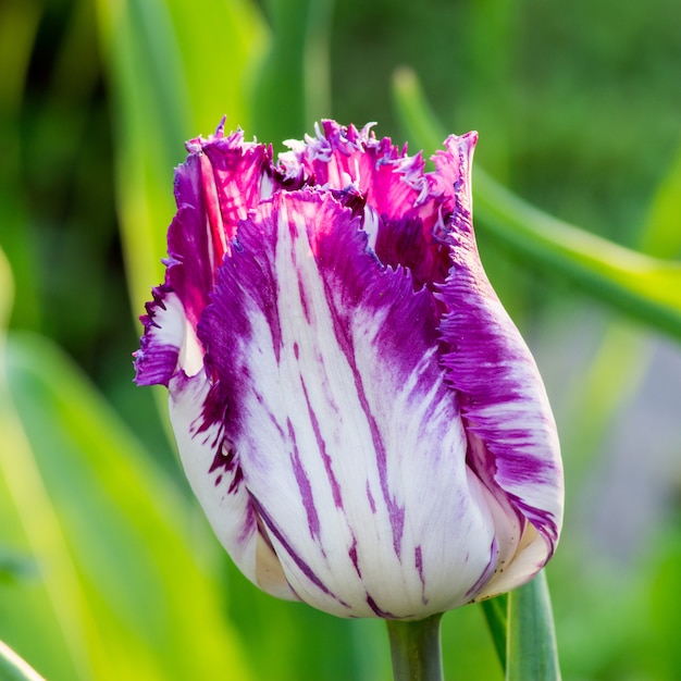 Gros plan sur tulipe isolé