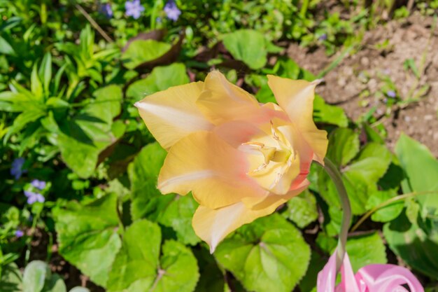 Gros plan d'une tulipe jaune en fleurs dans le jardin.