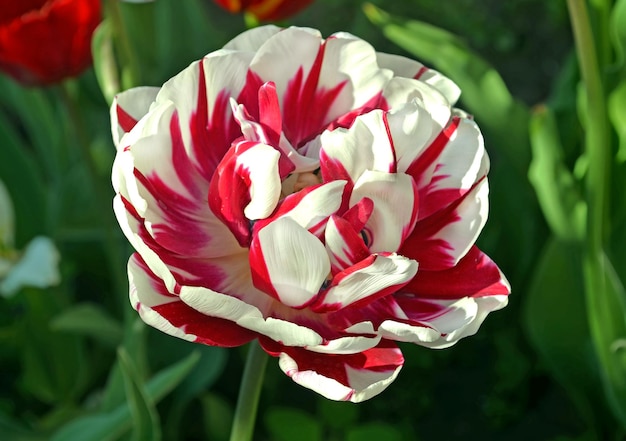 Gros plan d'une tulipe rose et blanche unique dans un jardin de printemps Tulipe double rose