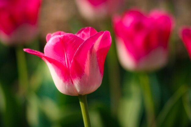 Un gros plan de la tulipe rose