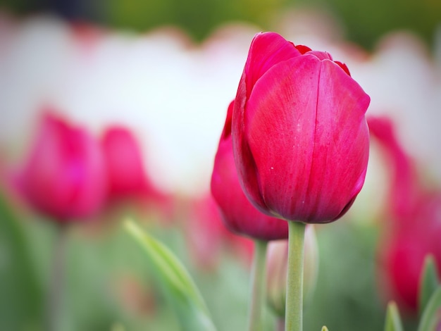 Photo un gros plan de la tulipe rose