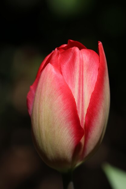 Photo un gros plan de la tulipe rose