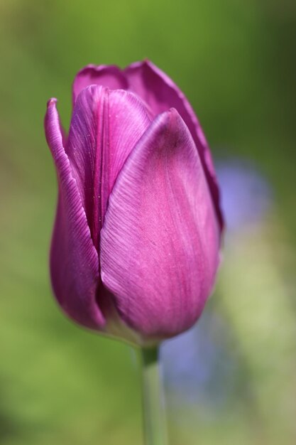 Un gros plan de la tulipe rose