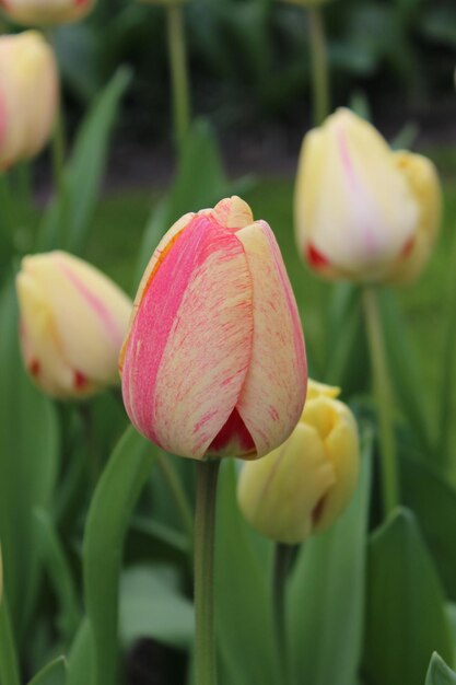 Photo un gros plan de la tulipe rose