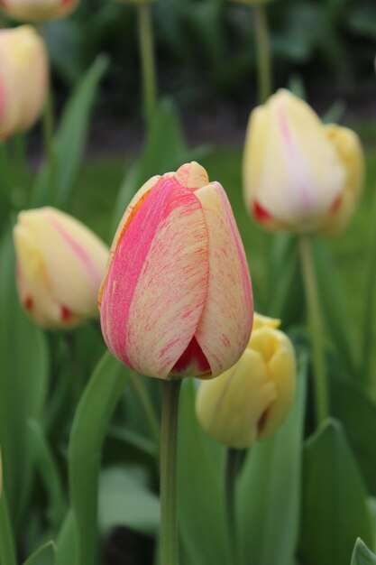 Un gros plan de la tulipe rose