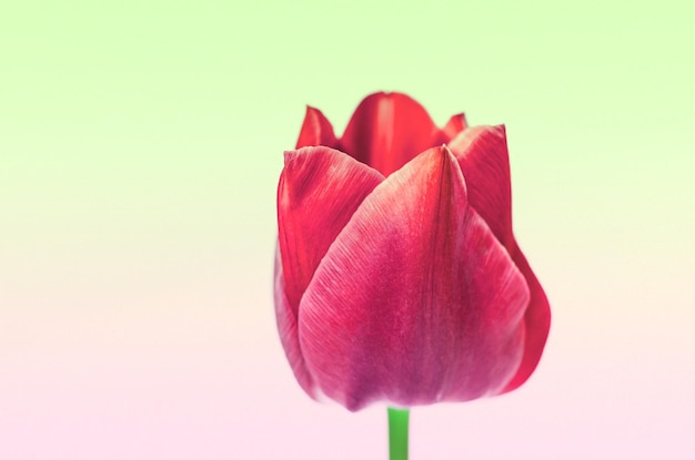 Un gros plan d'une tulipe rouge en fleurs à l'extérieur