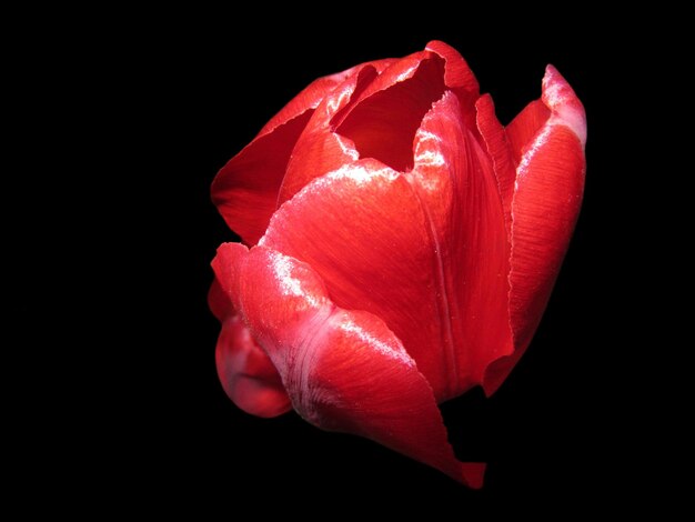 Photo un gros plan d'une tulipe rouge sur un fond noir