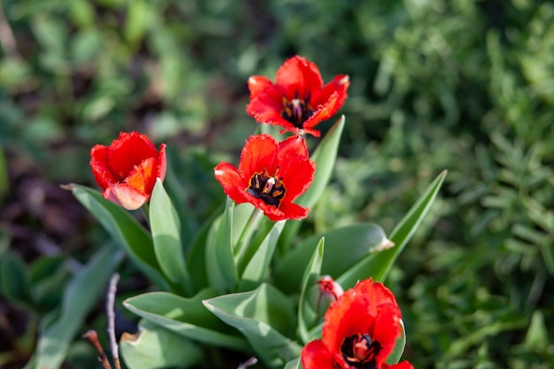 Un gros plan d'une tulipe rouge avec le mot tulipes dessus