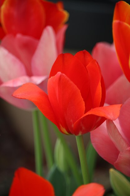 Photo un gros plan de la tulipe rouge