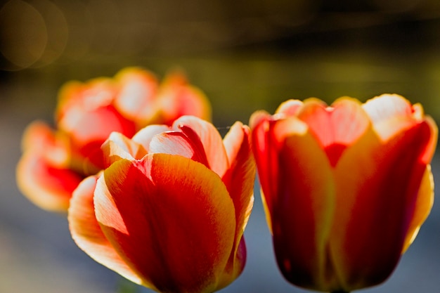 Photo un gros plan de la tulipe rouge