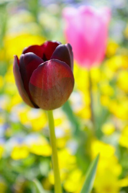 Photo un gros plan de la tulipe rouge