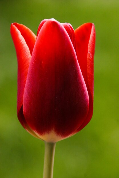 Photo un gros plan de la tulipe rouge