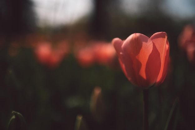 Photo un gros plan de la tulipe rouge