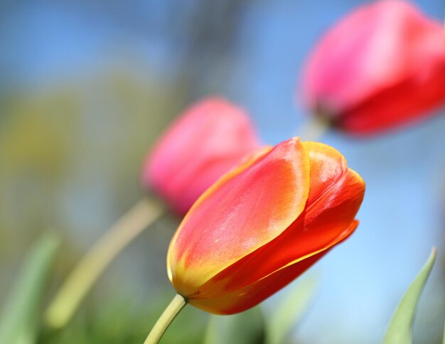 Un gros plan de la tulipe rouge