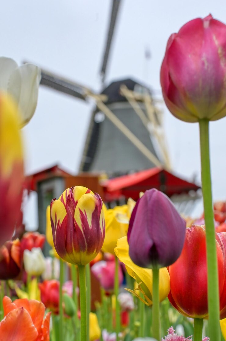 Photo un gros plan des tulipes en fleur