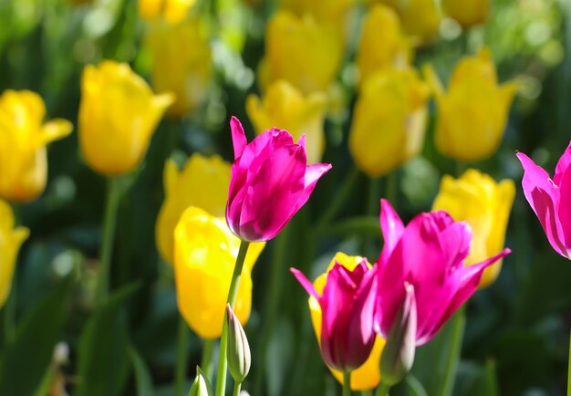 gros plan de tulipes en fleurs dans le jardin sur un fond de tulipes jaunes naturelles flou artistique sélectif