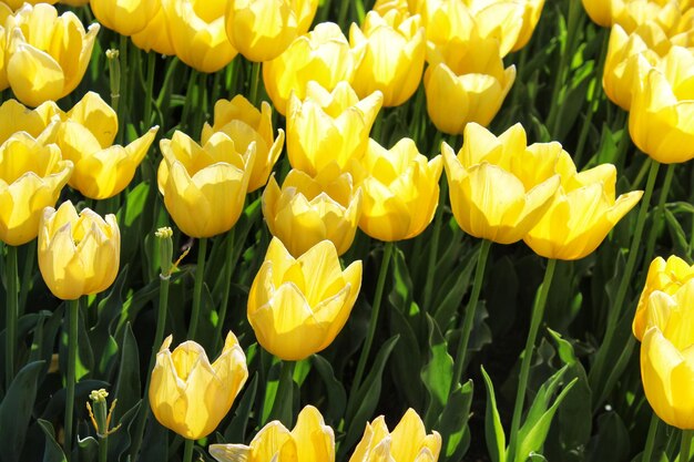 Un gros plan des tulipes jaunes