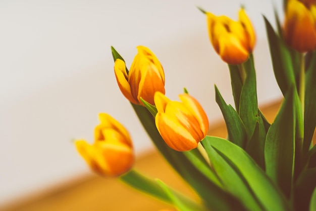 Un gros plan des tulipes jaunes