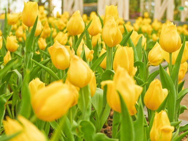 Photo un gros plan des tulipes jaunes