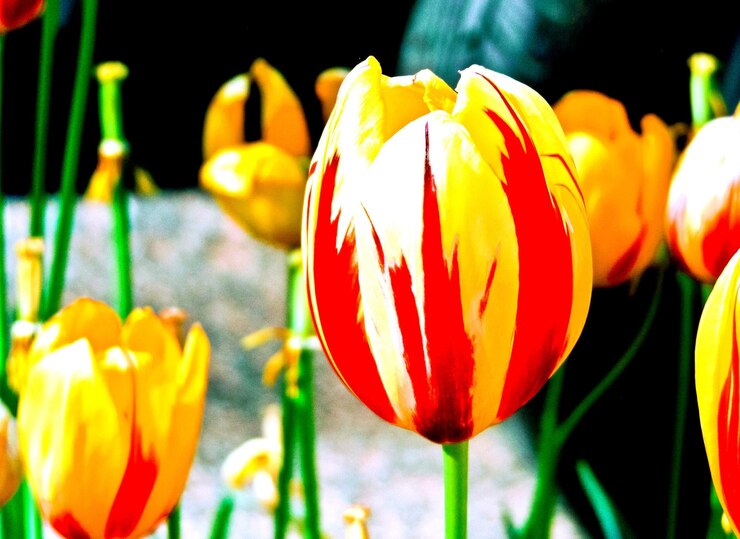 Photo un gros plan des tulipes jaunes