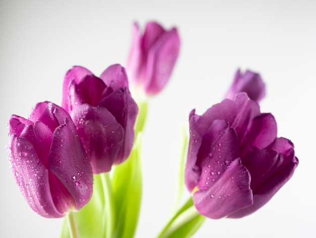 Gros plan de tulipes lilas sur fond blanc