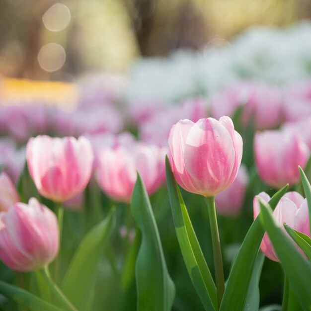 Gros plan de tulipes roses dans le jardin