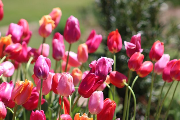 Photo un gros plan des tulipes roses dans un parc